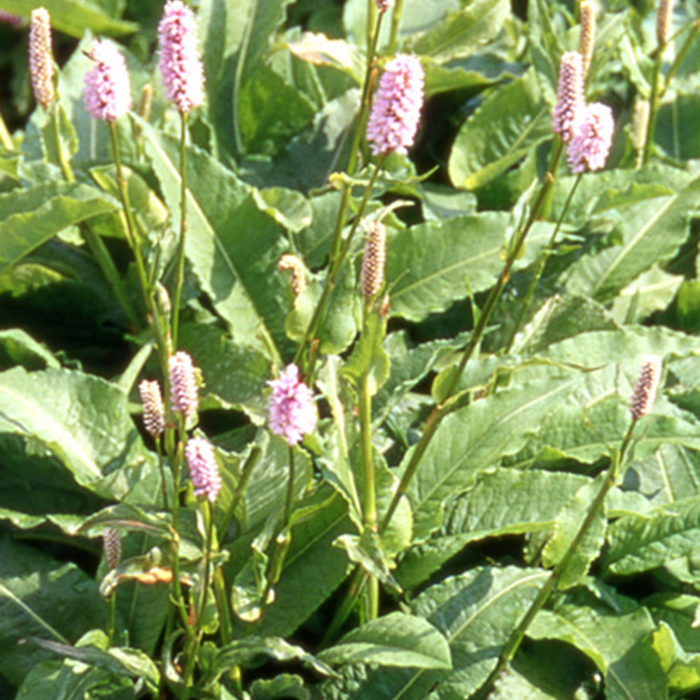 Duizendknoop 'Superba' - Persicaria bistorta superba - Tuinplanten