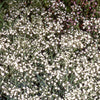 Gipskruid 'Bristol Fairy' - Bakker