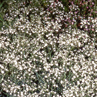 Gipskruid 'Bristol Fairy' - Gypsophila paniculata Bristol Fairy - Tuinplanten