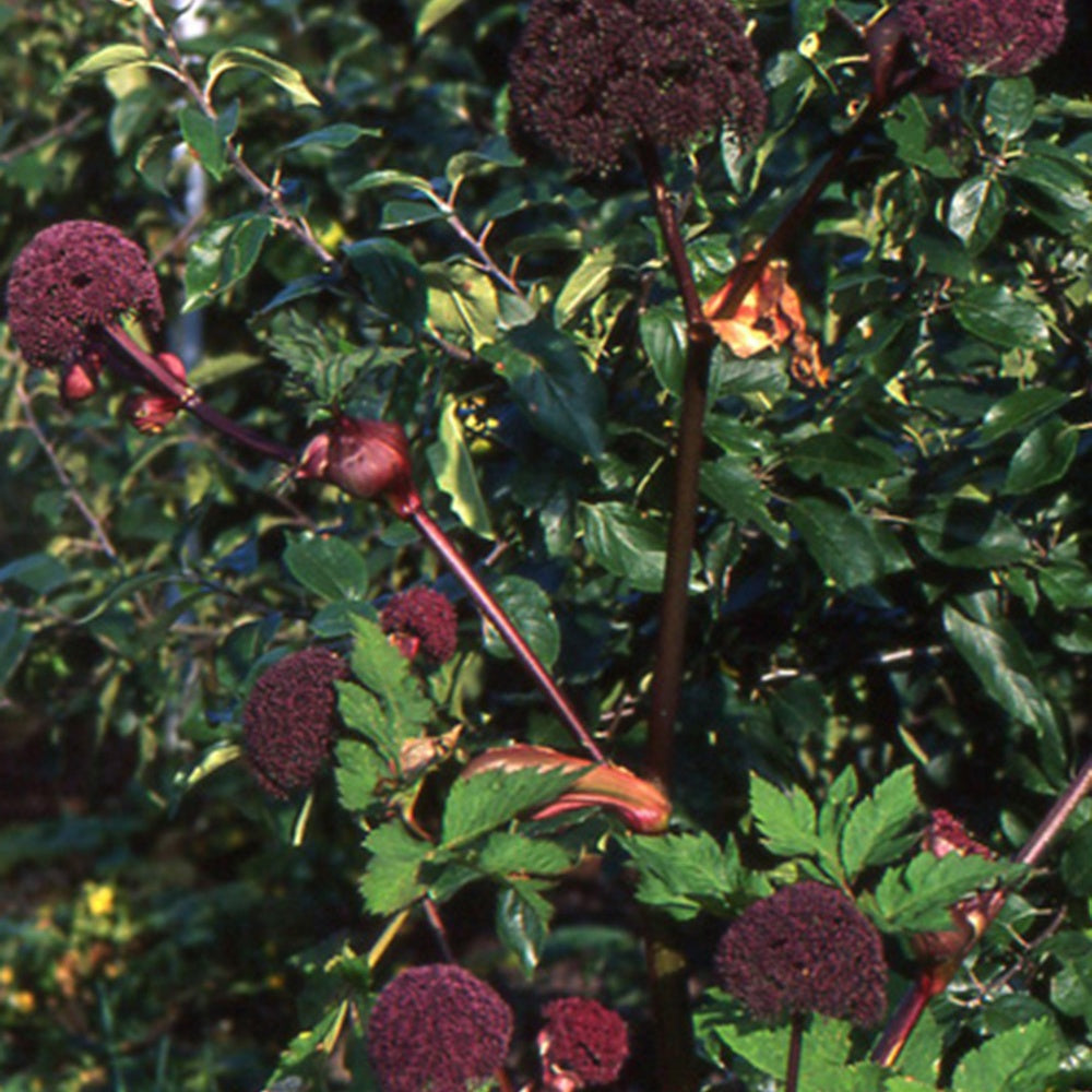 Engelwortel - Angelica gigas - Tuinplanten