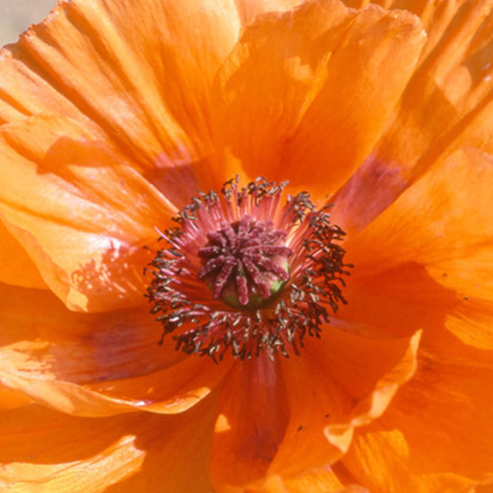 Oosterse klaproos 'Harvest Moon' - Papaver orientale harvest moon - Bakker