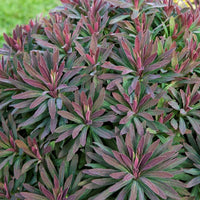 Wolfsmelk 'Ruby Gold' - Euphorbia amygdaloides ruby glow - Tuinplanten