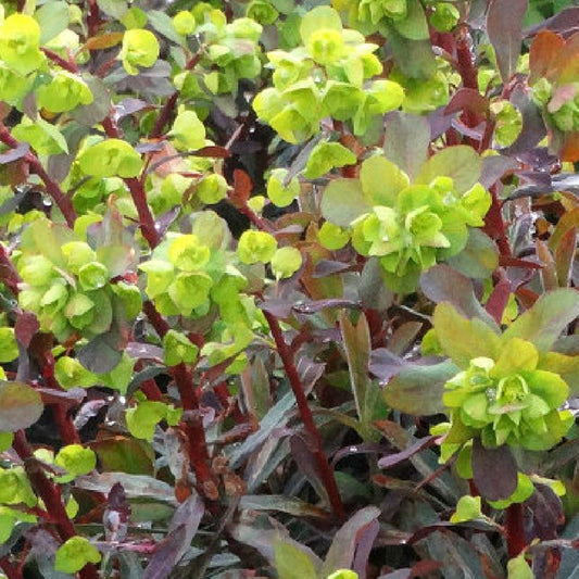 Wolfsmelk 'Ruby Gold' - Bakker