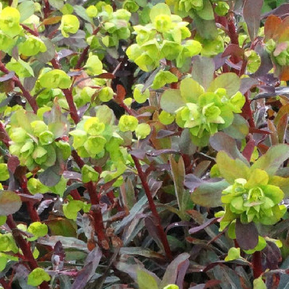 Wolfsmelk 'Ruby Gold' - Bakker