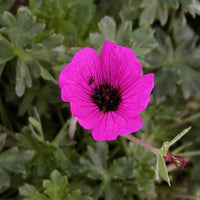 Ooievaarsbek 'Slendens' - Geranium cinereum splendens - Tuinplanten