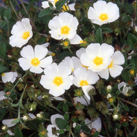 Witte cistusroos - Cistus obtusifolius - Tuinplanten