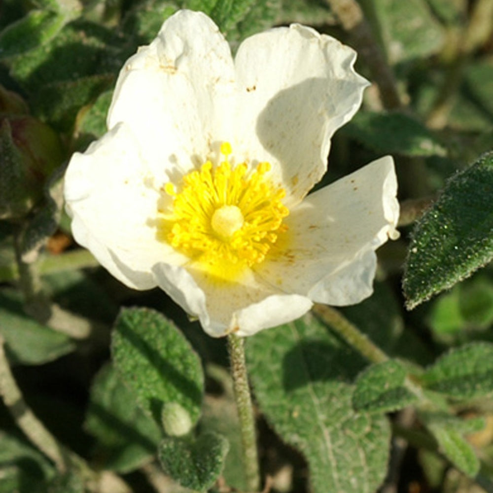 Witte cistusroos - Bakker