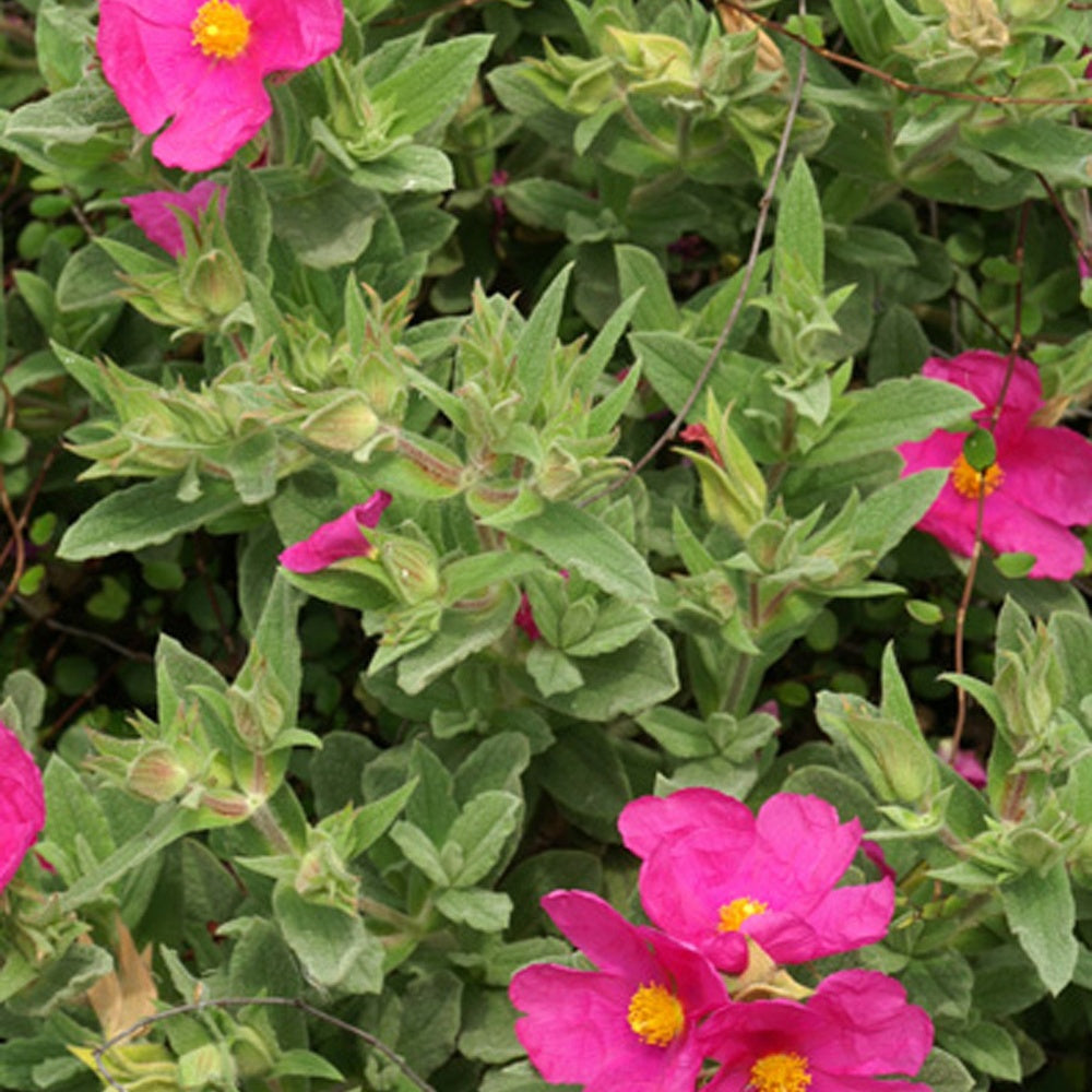 Cistusroos - Cistus pulverulentus - Bakker