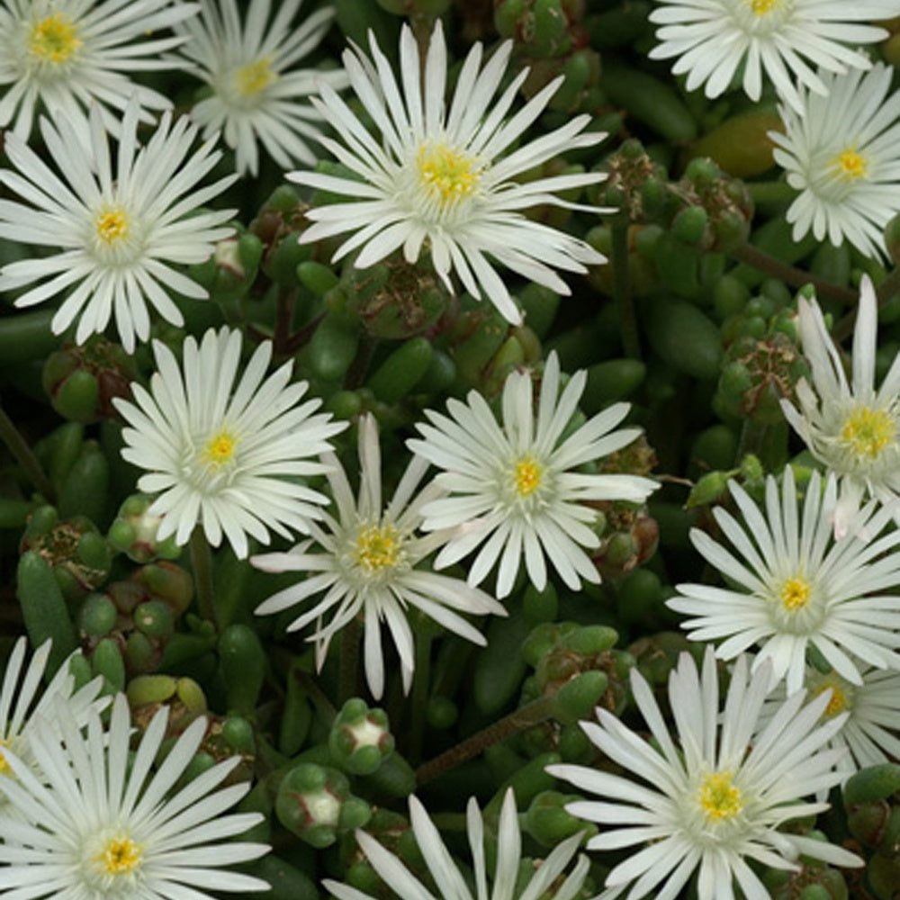 IJsbloem 'Graaf Reinet' - Delosperma 'graaf reinet' - Tuinplanten