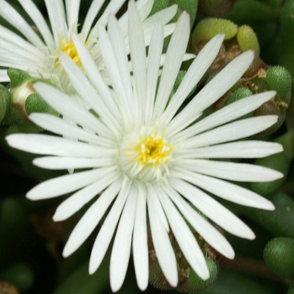 IJsbloem 'Graaf Reinet' - Delosperma 'graaf reinet' - Heesters en vaste planten