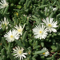 IJsbloem 'Graaf Reinet' - Delosperma 'graaf reinet' - Vaste planten