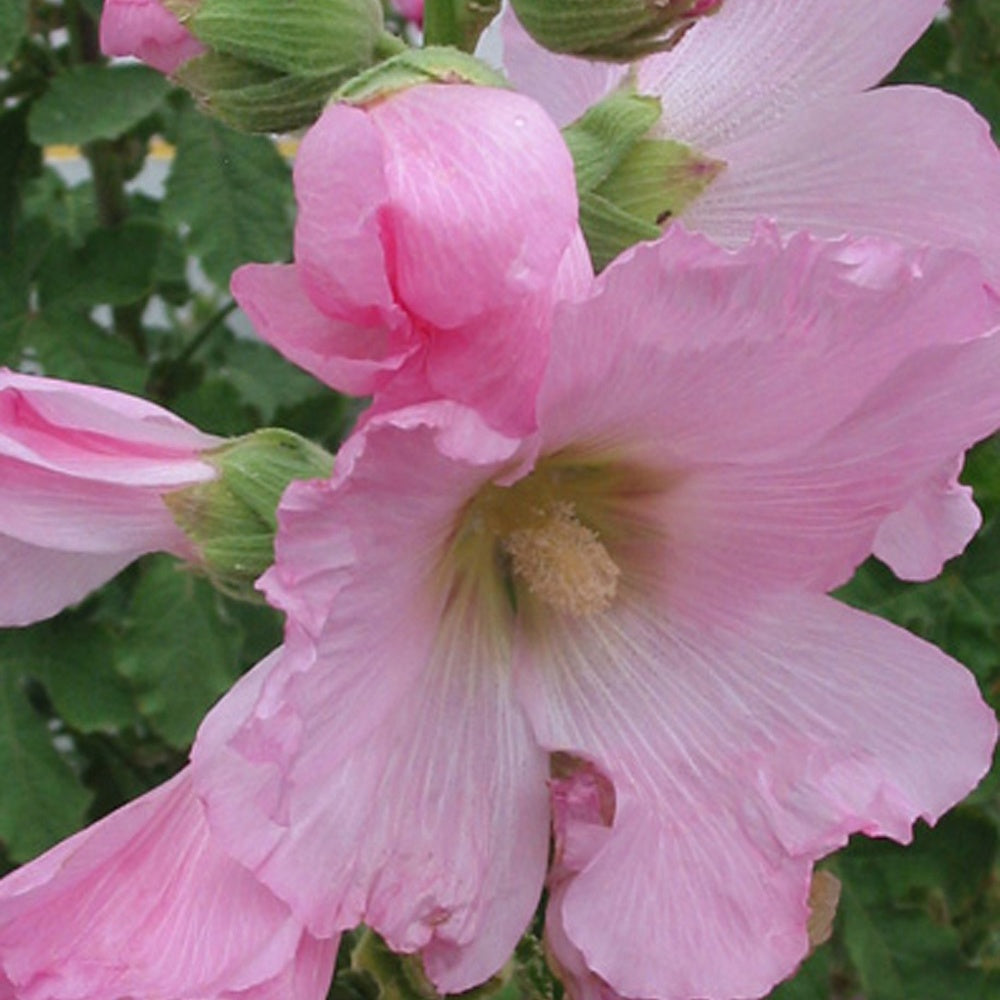 Stokroos - vijgbladig - Alcea ficifolia - Tuinplanten