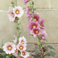 Stokroos - vijgbladig - Alcea ficifolia - Heesters en vaste planten