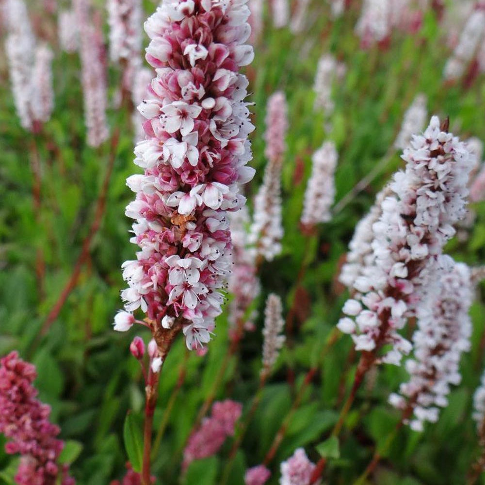 Duizendknoop 'Donald Lowndes' - Persicaria affinis Donald Lowndes - Tuinplanten