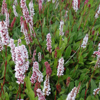 Duizendknoop 'Donald Lowndes' - Persicaria affinis Donald Lowndes - Heesters en vaste planten