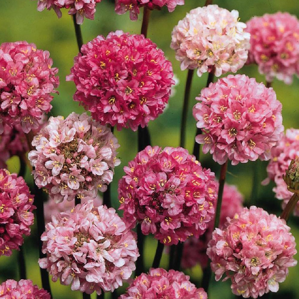 Engels gras 'Ballerina Lilac' - Bakker