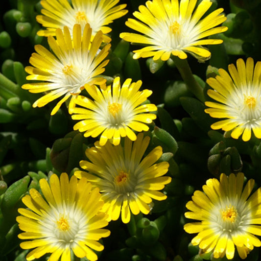 IJsbloem 'Jewel of Desert Peridott'® - Bakker