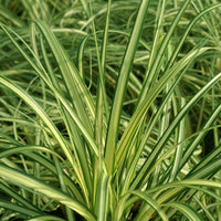 Carex oshimensis evergold - Zegge 'Evergold' - Zegge - Carex