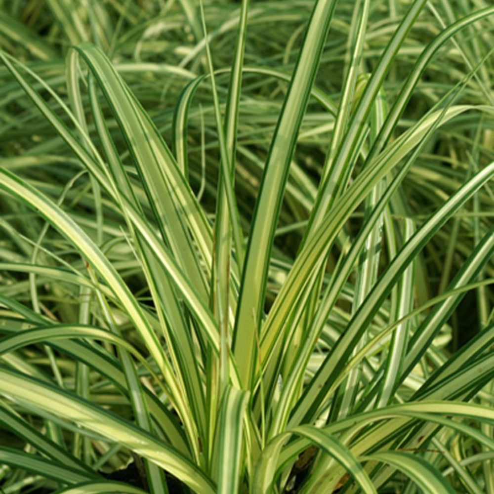 Zegge 'Evergold' - Carex oshimensis evergold - Bakker