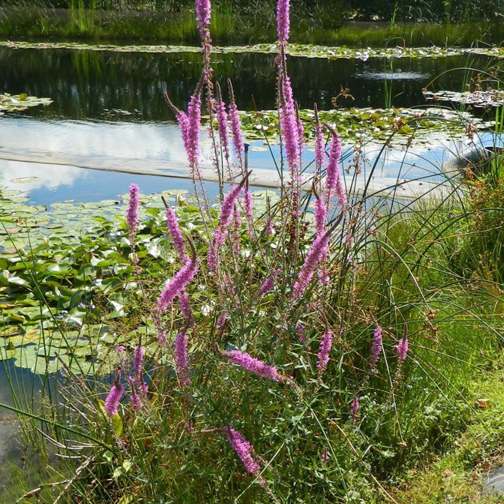Grote kattenstaart - Lythrum salicaria - Bakker
