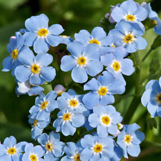 Moeras-vergeet-mij-nietje - Myosotis palustris - Vijvers