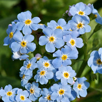 Moeras-vergeet-mij-nietje - Myosotis palustris - Bakker