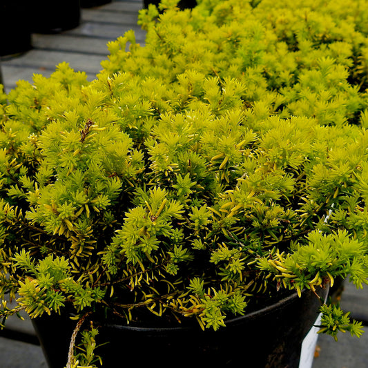 Winterheide 'Golden Starlet' - Erica carnea golden starlet - Tuinplanten