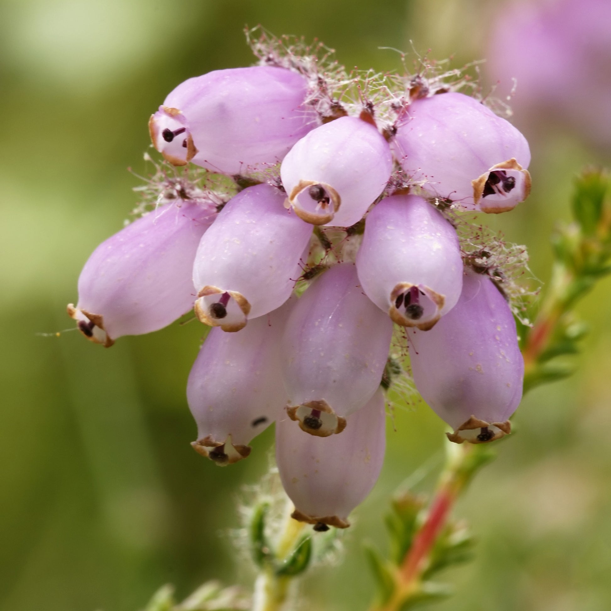 Dopheide 'Rosea' - Erica tetralix rosea - Terras- en balkonplanten