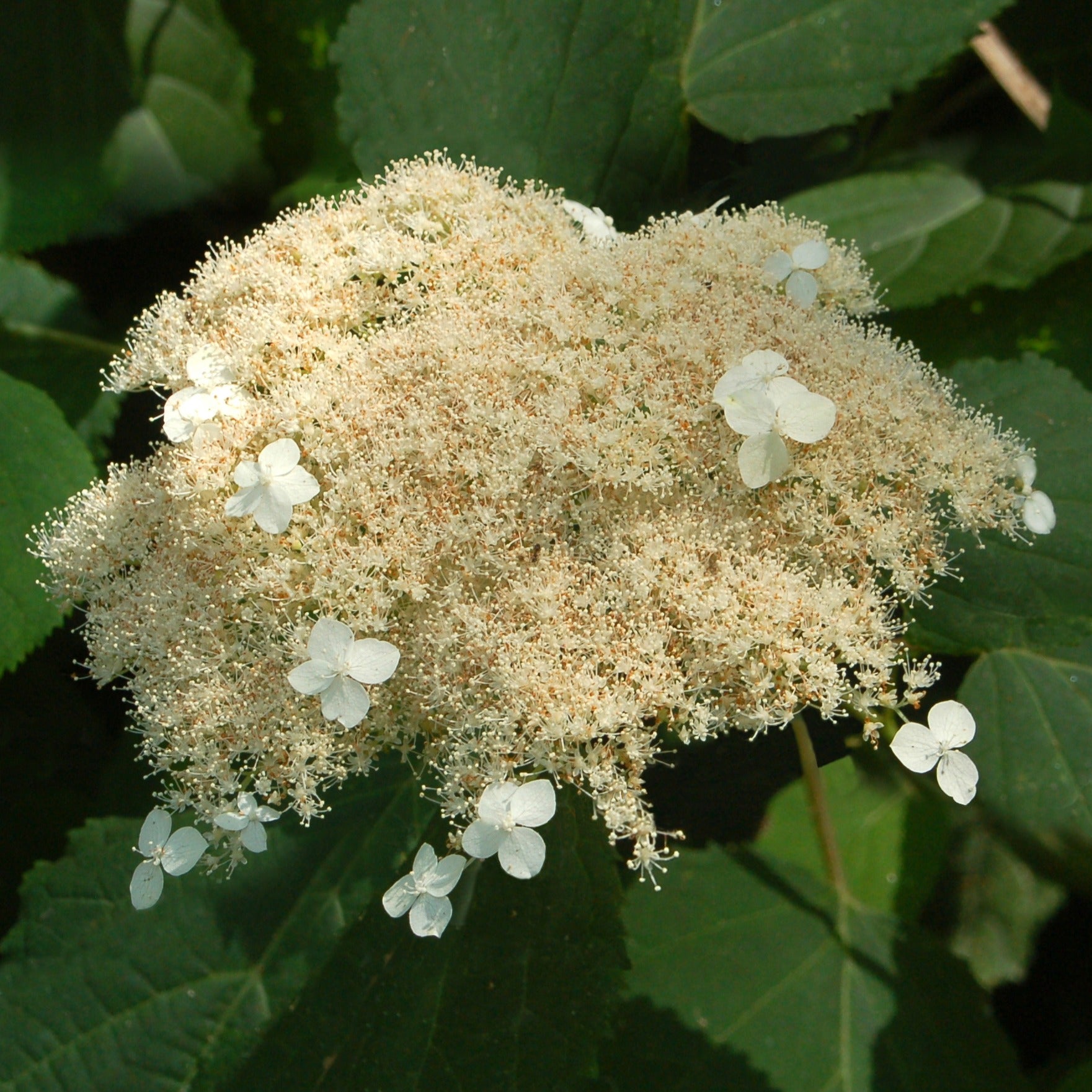 Amerikaanse hortensia - Hydrangea arborescens radiata - Tuinplanten