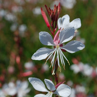Verkoop Prachtkaars 'Whirling Butterflies'