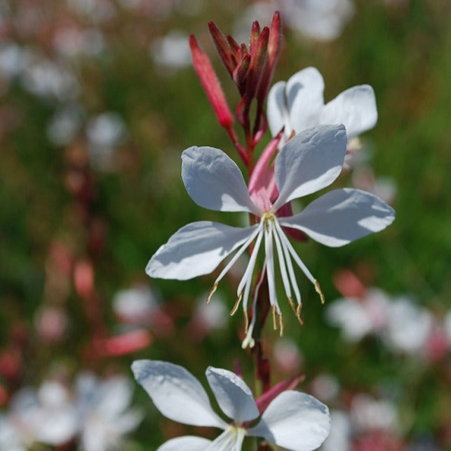 Verkoop Prachtkaars 'Whirling Butterflies'