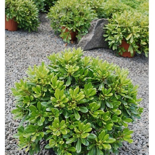 Australische Dwerg Laurier - Pittosporum tobira ‘nana’ - Tuinplanten