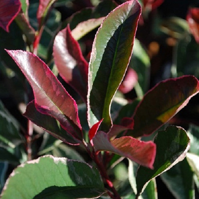 Glansmispel 'Pink Marble' - Photinia fraseri 'pink marble' - Sierheesters