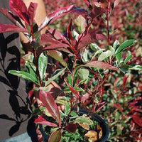 Glansmispel 'Pink Marble' - Photinia fraseri 'pink marble'