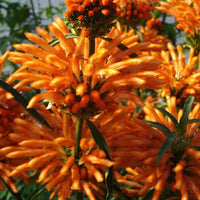 Leeuwestaart - Leonotis leonurus - Tuinplanten