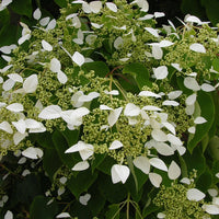 Verkoop Valse klimhortensia - Klimhortensia
