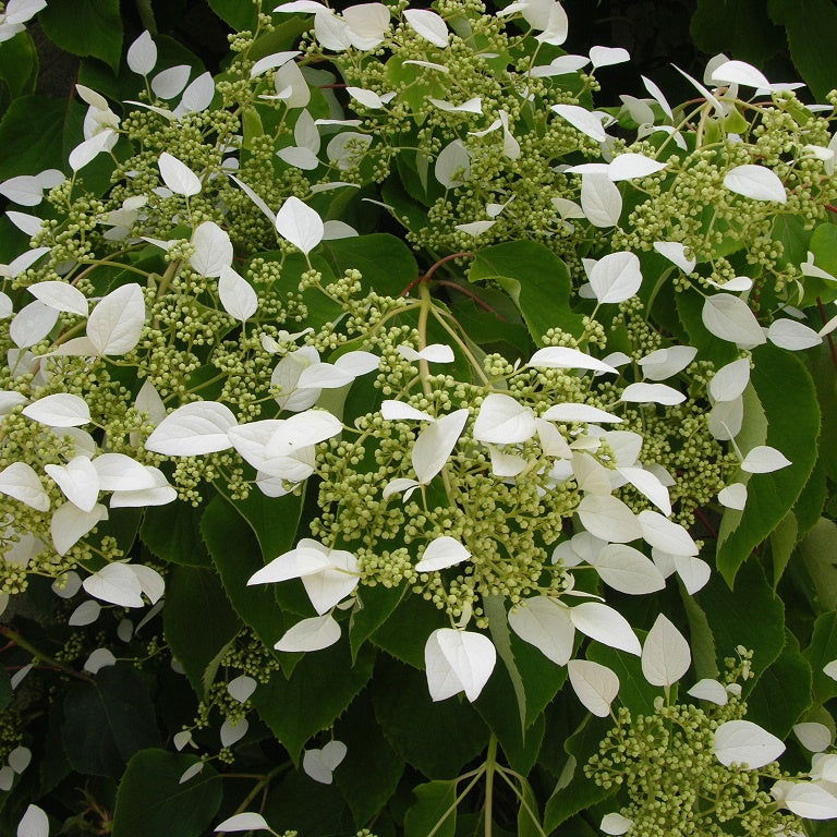 Verkoop Valse klimhortensia - Klimhortensia