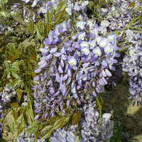 Blauwe regen 'Prolific' - Wisteria sinensis 'prolific' - Plantsoort