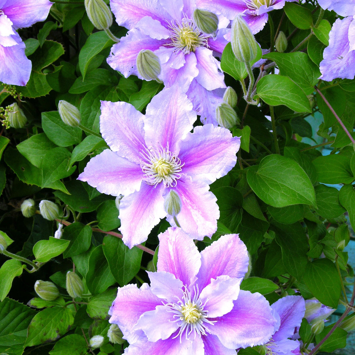 Verkoop Bosrank 'Piilu' - Clematis
