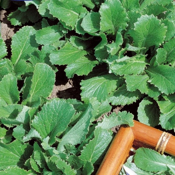Groene Raapstelen - Brassica rapa - Bakker