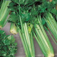 Bleekselderij 'Green Sleeves' - Bakker