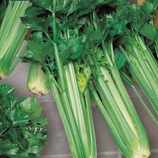 Bleekselderij 'Green Sleeves' - Bakker