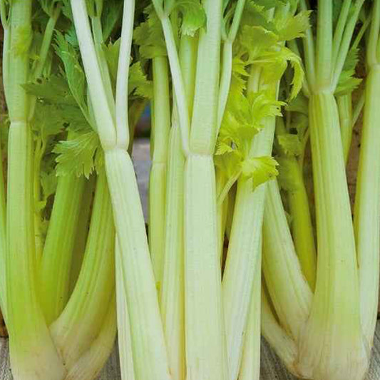 Selderij 'Chemin' - Bakker