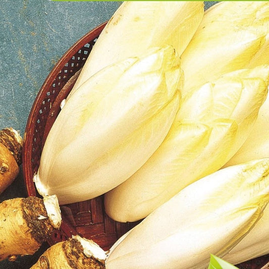 Witlof Mechelse Middelvroeg Bio - Bakker