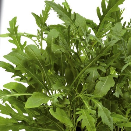 Wilde Rucola Sylvetta (Wild Rocket) - Bakker