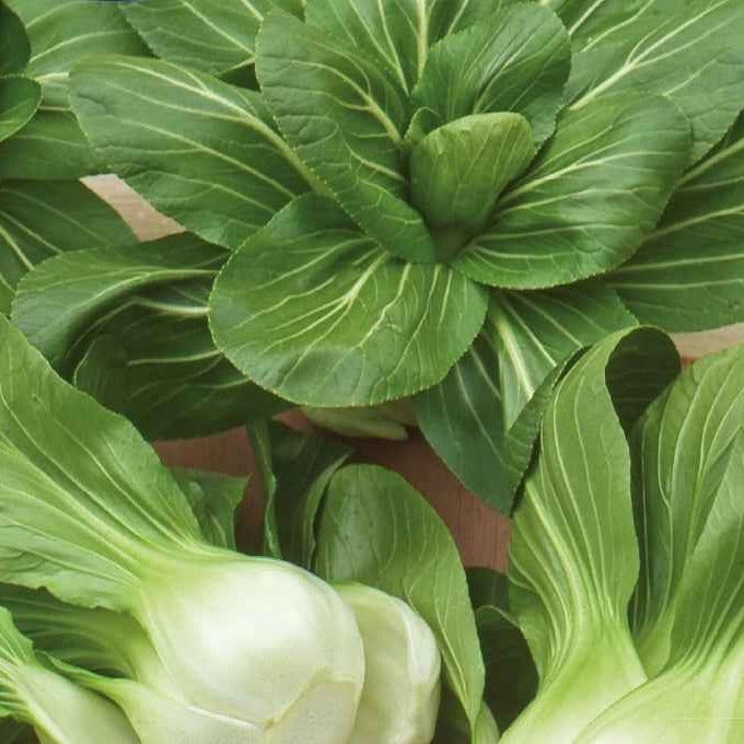 Verkoop Paksoi 'Green Fortune'