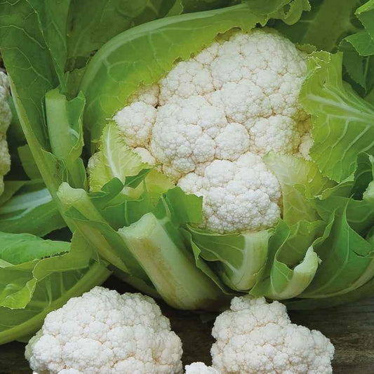 Bloemkool 'Walcheren Winter 5' - Bakker