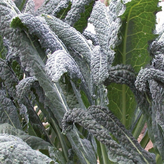 Palmboerenkool Nero di Toscana Bio - Brassica oleracea  nero di toscana - Moestuin