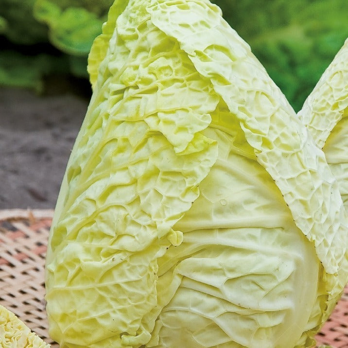 Savooiekool Bloemendaalse Gele Bio - Brassica oleracea sabauda milan bloemendaalse gele - Moestuin