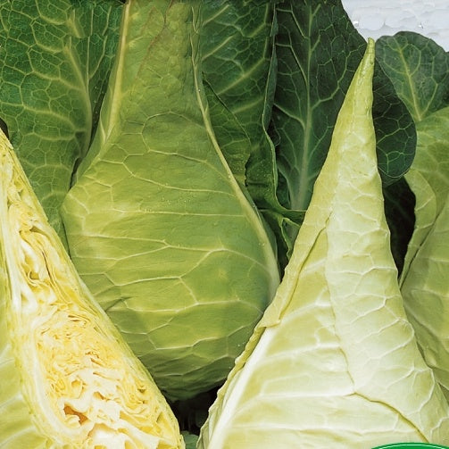 Spitskool Filderkraut - Hilmar - Bakker